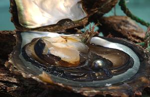 huître perlière de Tahiti ouverte après avoir récolté la perle de culture